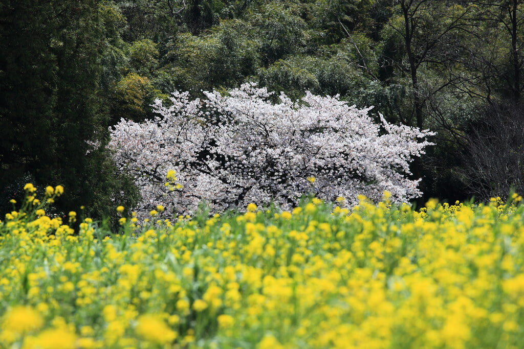 鼻高展望花の丘の写真 ©TANAKA Juuyoh (田中十洋)(CC BY 2.0)