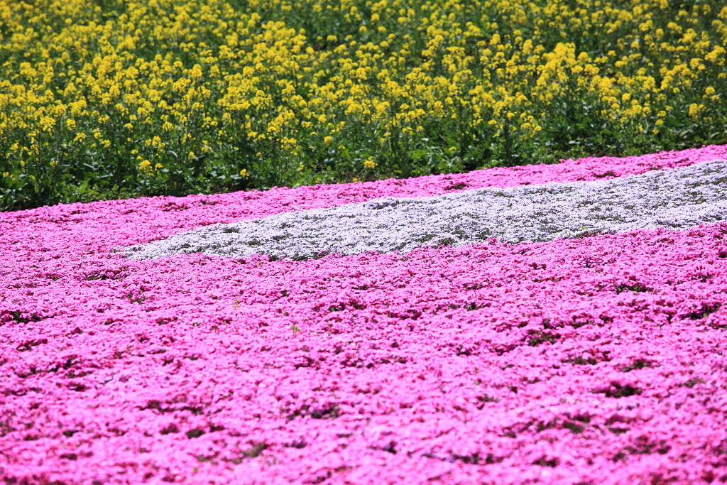 鼻高展望花の丘の写真 ©TANAKA Juuyoh (田中十洋)(CC BY 2.0)