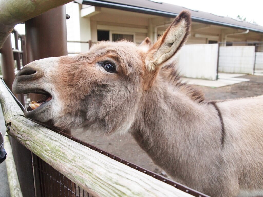 大島公園動物園の写真 