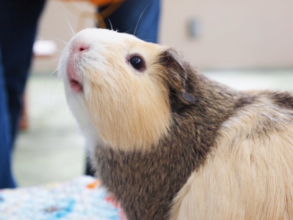 大島公園動物園の写真 