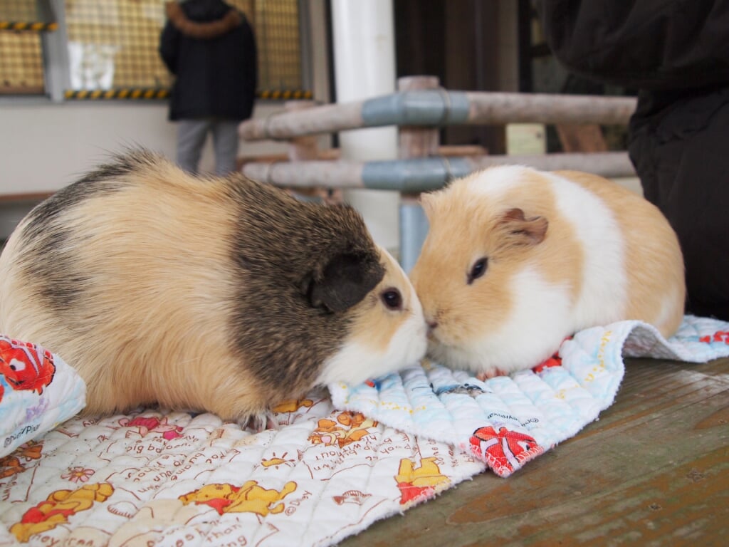 大島公園動物園の写真 