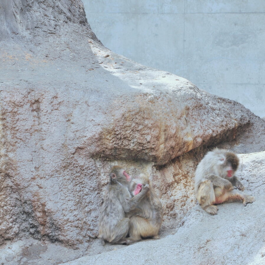 アルプス公園 小鳥と小動物の森の写真 ©yoppy(CC BY 2.0)