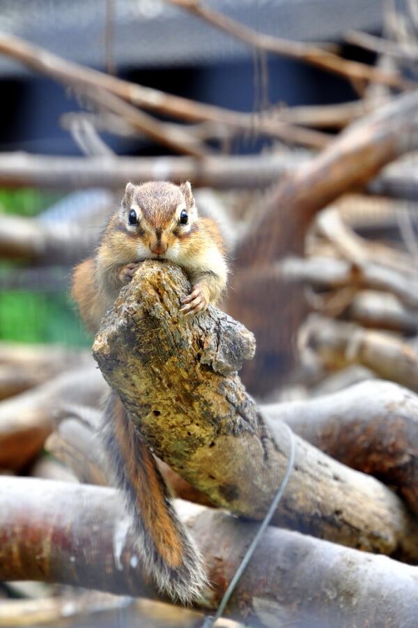 アルプス公園 小鳥と小動物の森の写真 ©yoppy(CC BY 2.0)