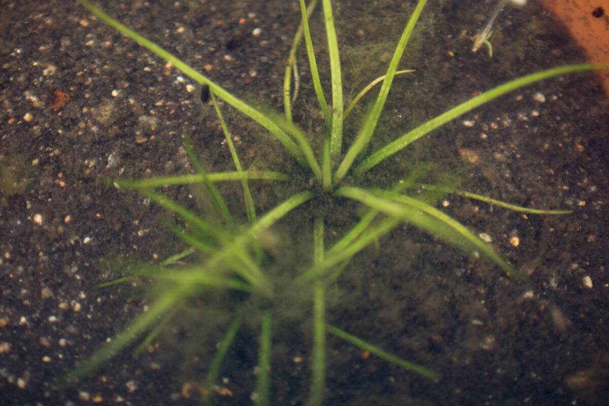 大阪市立大学理学部附属植物園の写真 ©Kingfiser(CC BY-SA 4.0)