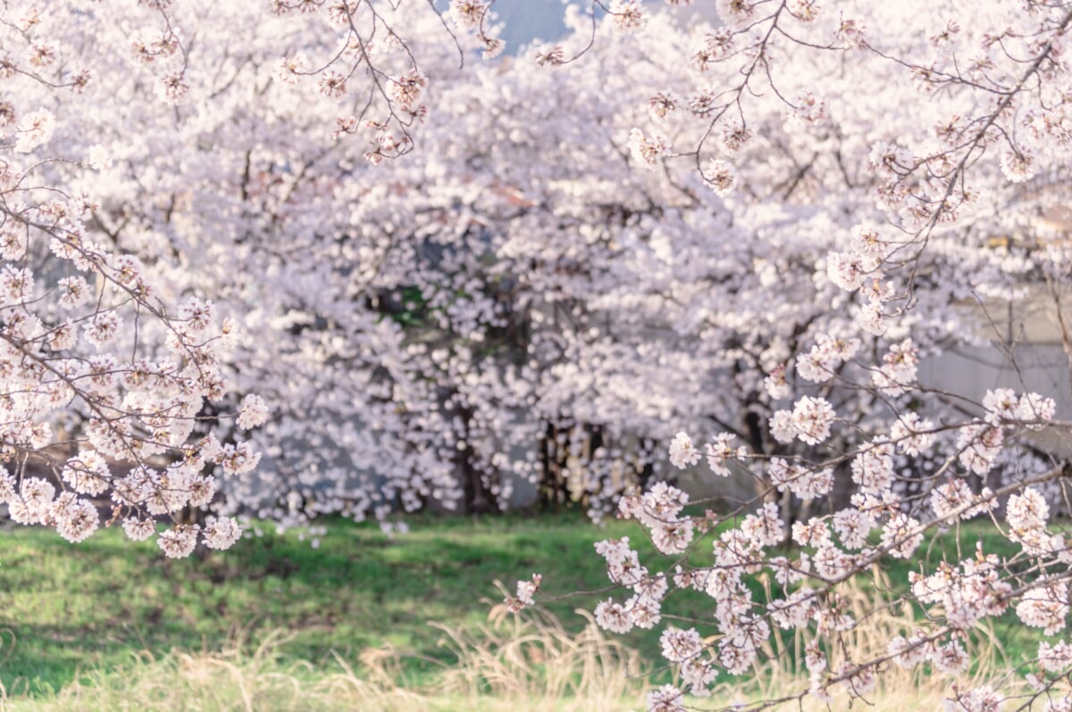 こだま千本桜の写真 