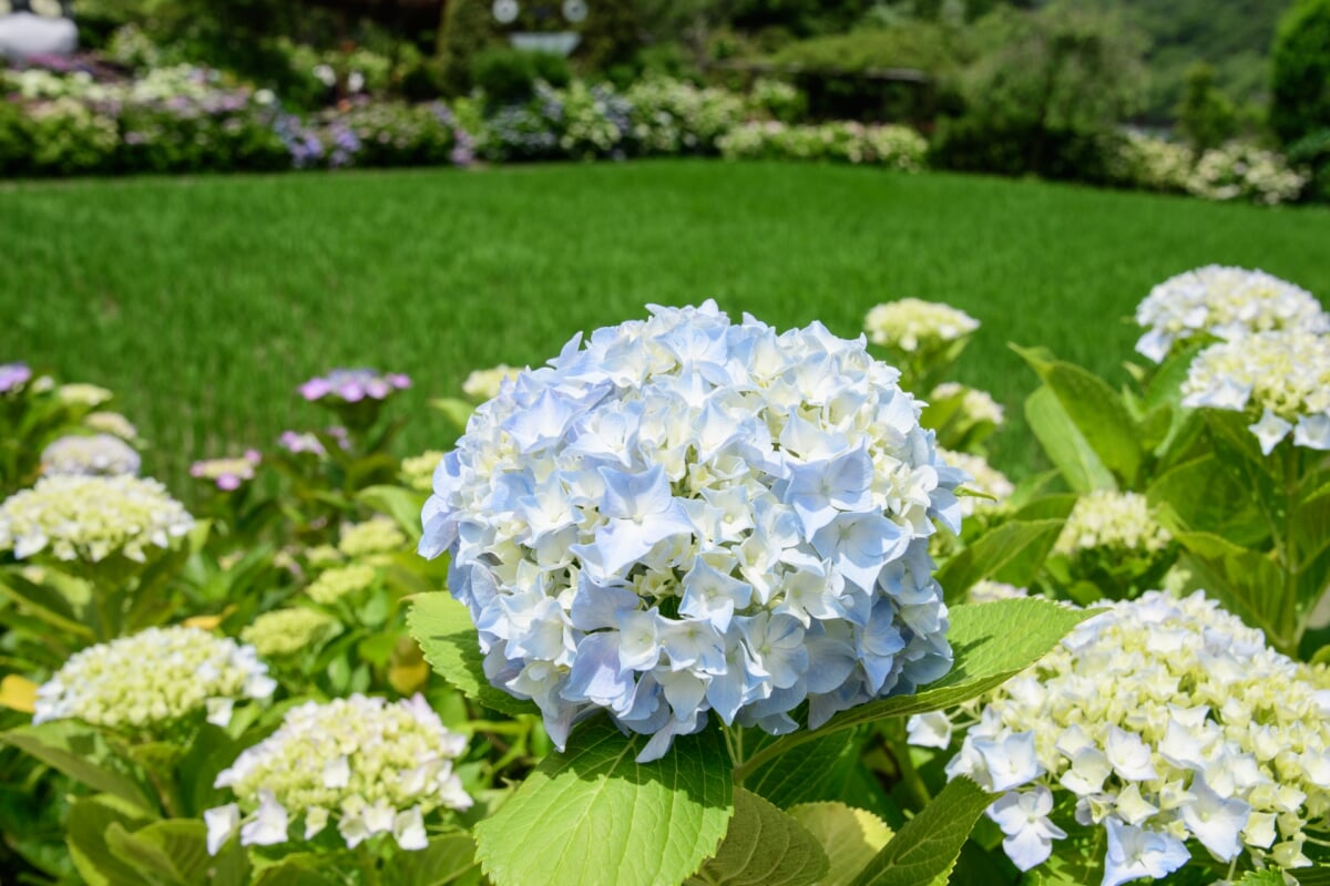 あわじ花山水の写真 