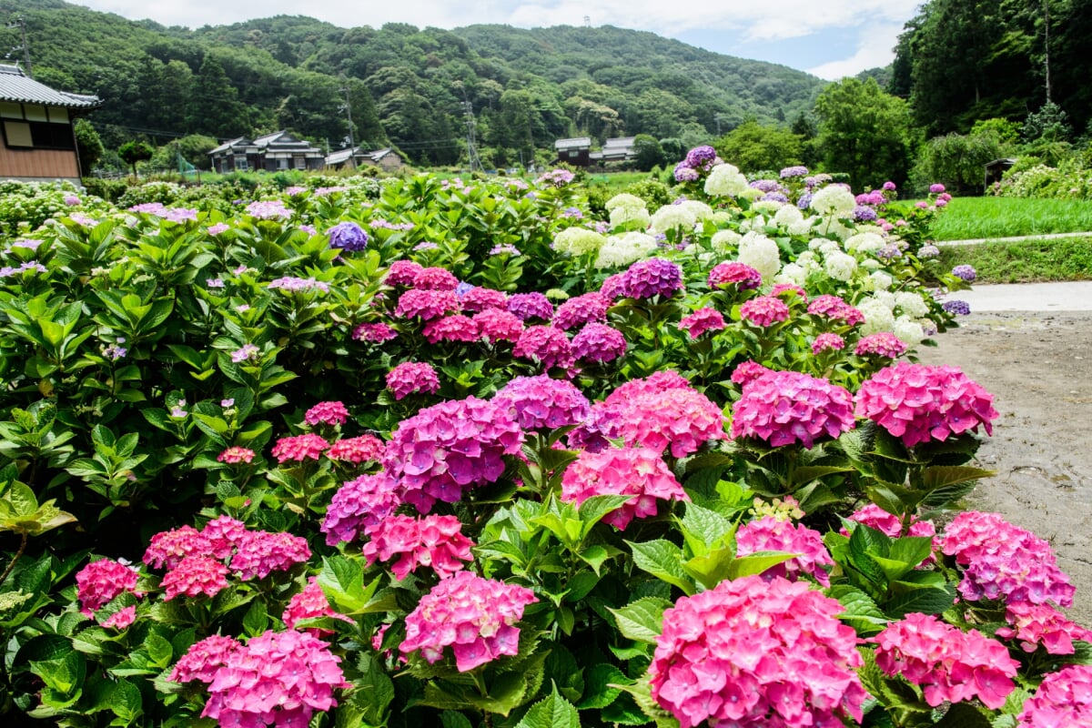 あわじ花山水の写真 