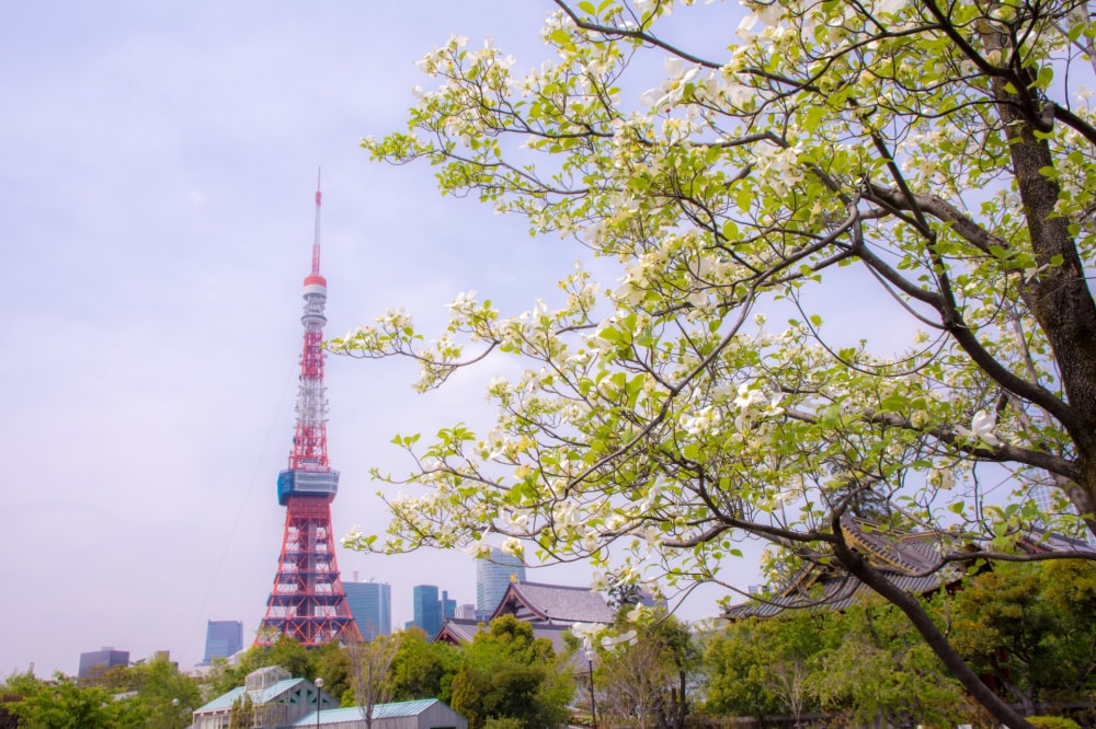 芝公園の写真 