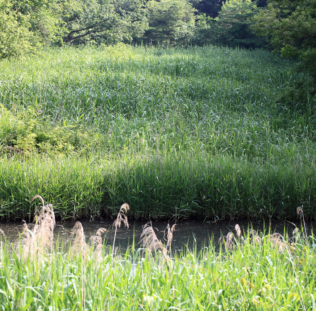 埼玉県自然学習センター・北本自然観察公園の写真 ©TANAKA Juuyoh (田中十洋)(CC BY 2.0)