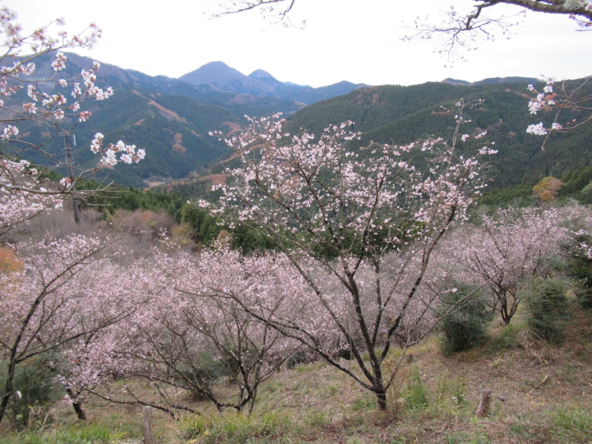 桜山公園の写真 