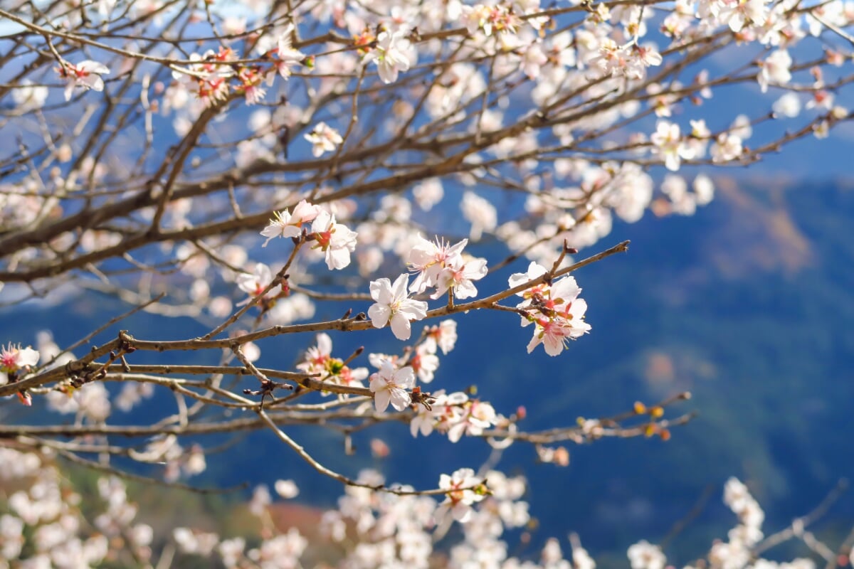 桜山公園の写真 