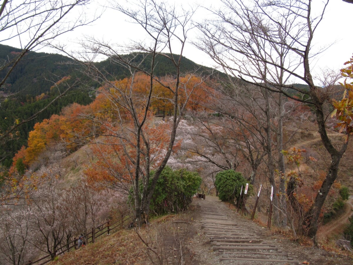 桜山公園の写真 