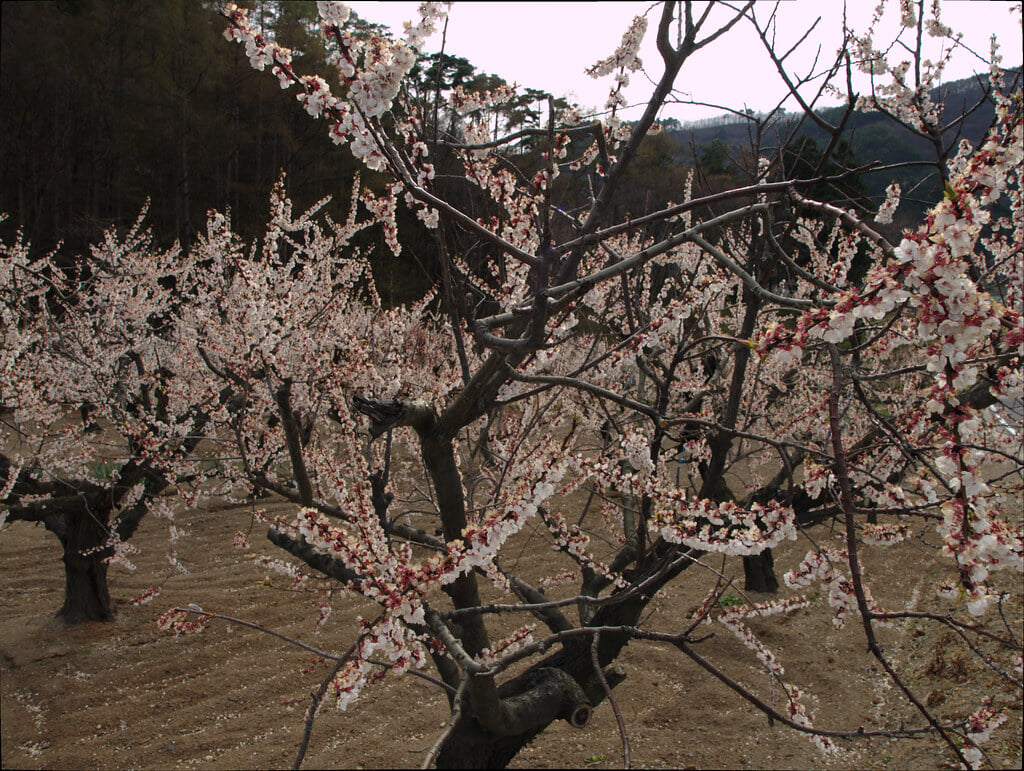 あんずの里の写真 ©MACHIDA Hideki(CC BY-SA 2.0)