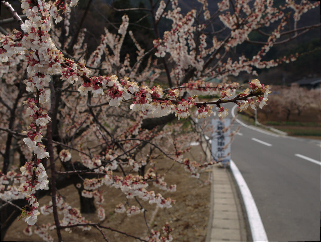 あんずの里の写真 ©MACHIDA Hideki(CC BY-SA 2.0)