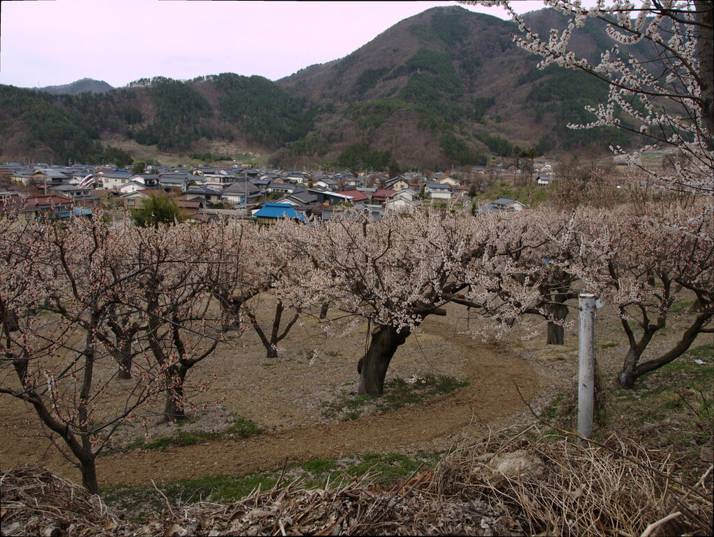 あんずの里の写真 ©MACHIDA Hideki(CC BY-SA 2.0)