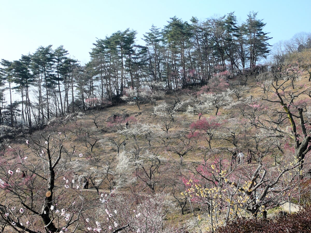 長瀞宝登山梅百花園の写真 