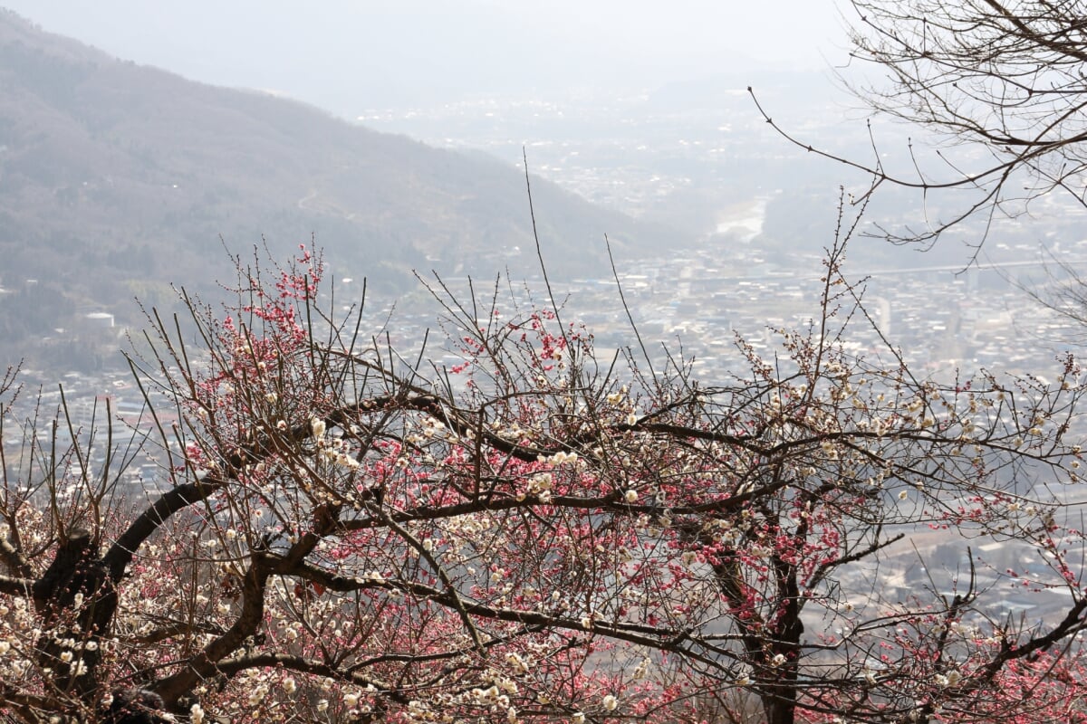 長瀞宝登山梅百花園の写真 