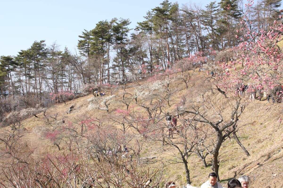 長瀞宝登山梅百花園の写真 