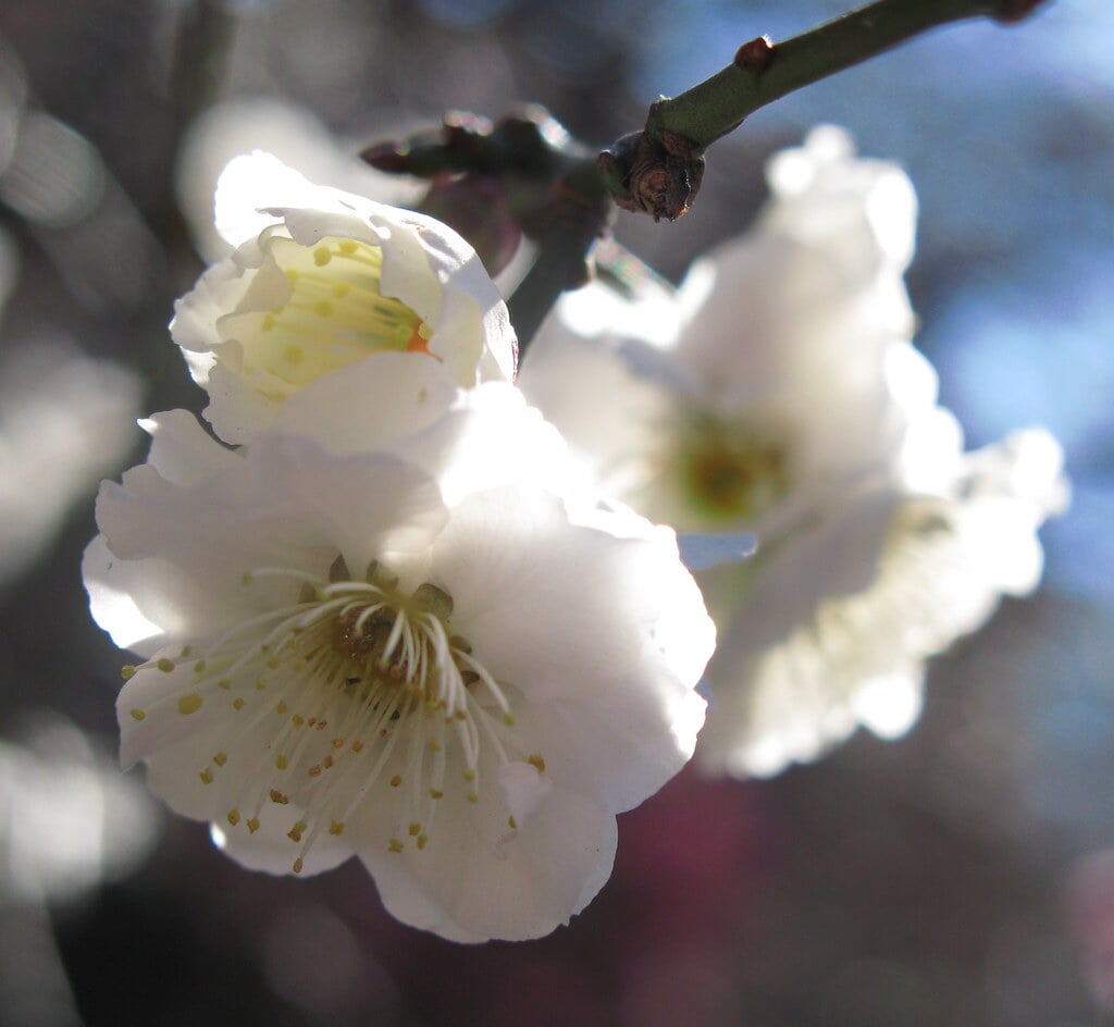 香梅園の写真 ©TANAKA Juuyoh (田中十洋)(CC BY 2.0)