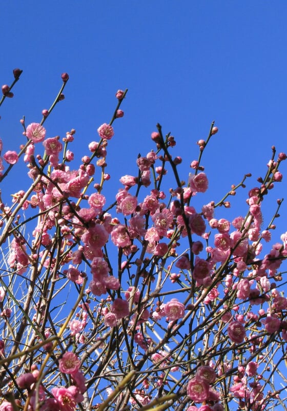 香梅園の写真 ©TANAKA Juuyoh (田中十洋)(CC BY 2.0)