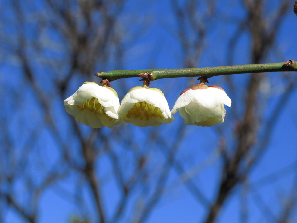 香梅園の写真 ©TANAKA Juuyoh (田中十洋)(CC BY 2.0)