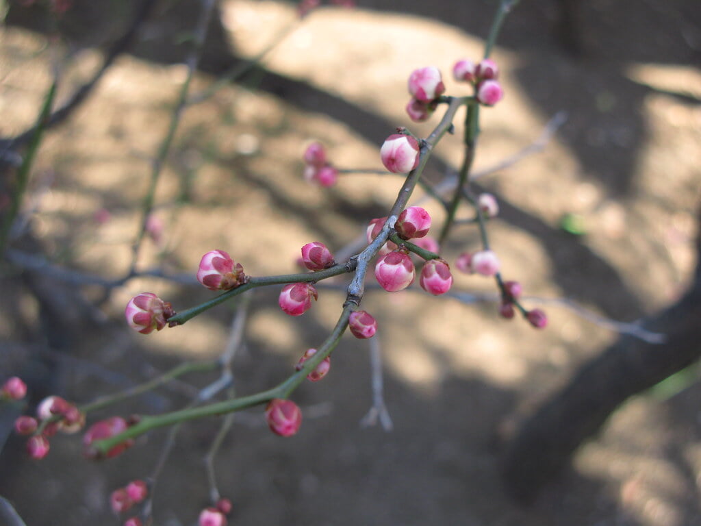 香梅園の写真 ©TANAKA Juuyoh (田中十洋)(CC BY 2.0)