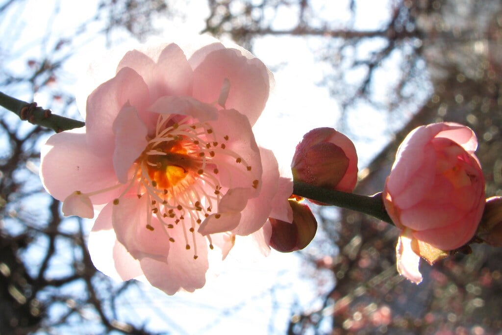 香梅園の写真 ©TANAKA Juuyoh (田中十洋)(CC BY 2.0)