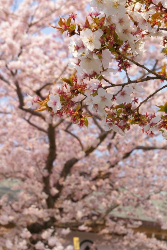 松前公園の写真 ©daita(CC BY 2.0)