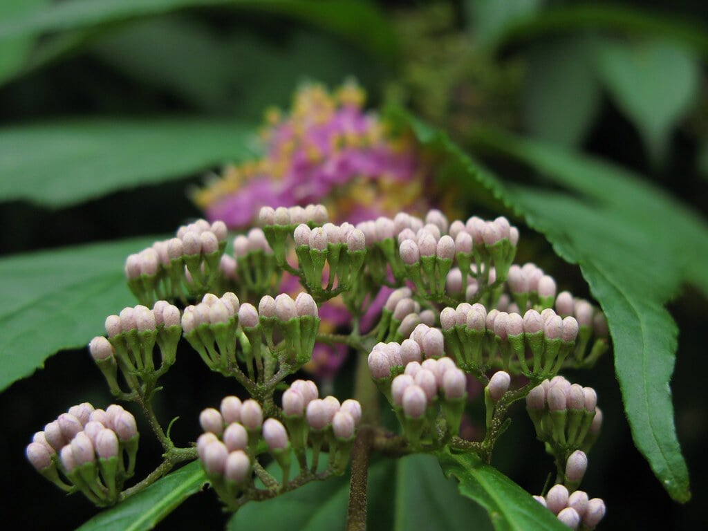 北海道大学植物園の写真 ©TANAKA Juuyoh (田中十洋)(CC BY 2.0)