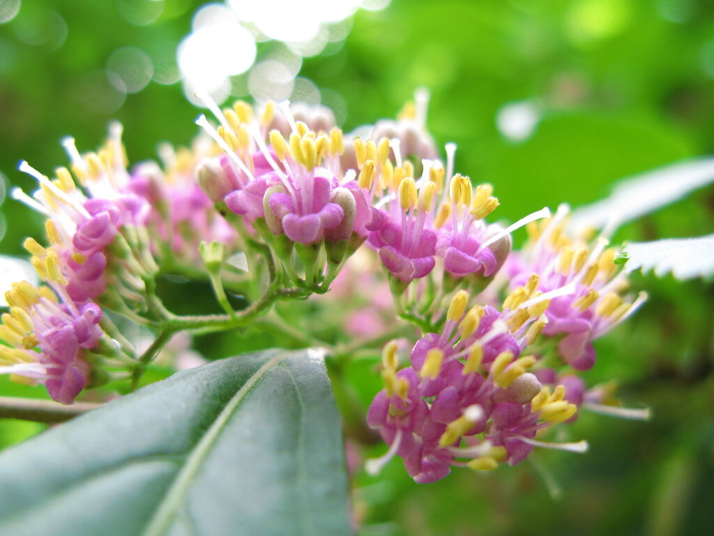 北海道大学植物園の写真 ©TANAKA Juuyoh (田中十洋)(CC BY 2.0)