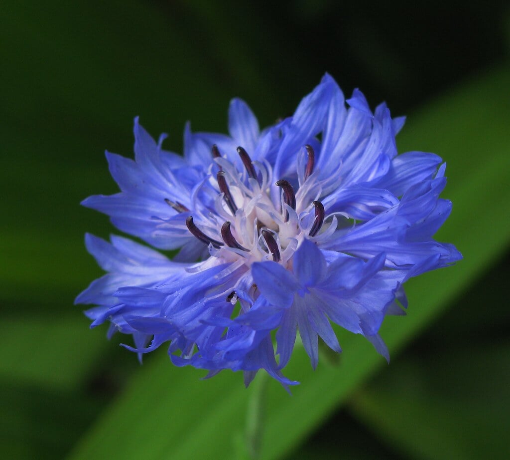 北海道大学植物園の写真 ©TANAKA Juuyoh (田中十洋)(CC BY 2.0)