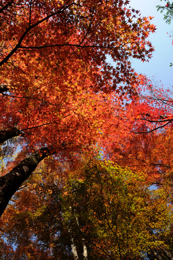 大井平公園の写真 ©BONGURI(CC BY-ND 2.0)