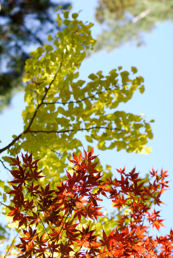 大井平公園の写真 ©BONGURI(CC BY-ND 2.0)