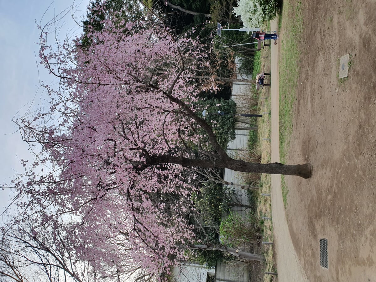 白金台どんぐり児童遊園の写真 ©Syced(CC0)