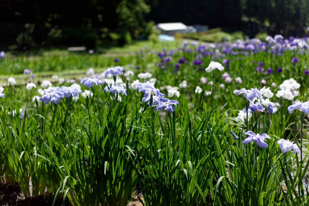 吹上しょうぶ公園の写真 ©Hotate Chan(CC BY-SA 3.0)