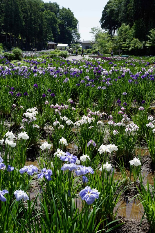 吹上しょうぶ公園の写真 ©Hotate Chan(CC BY-SA 3.0)