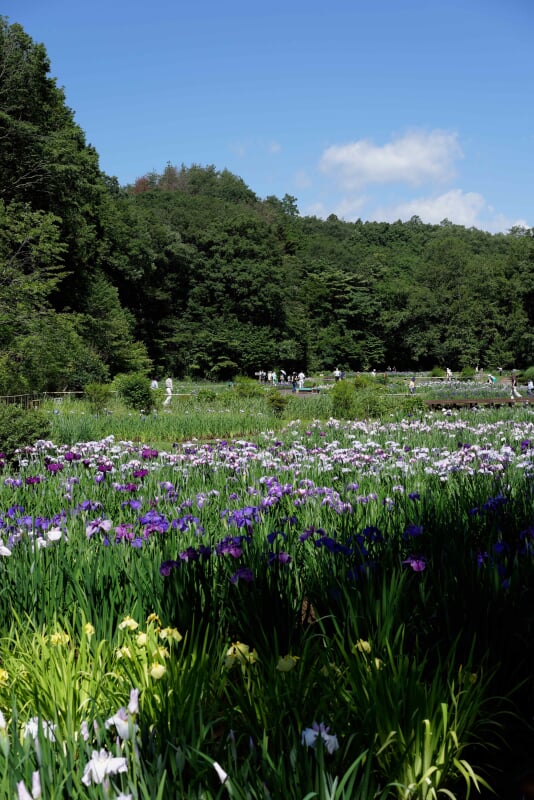 吹上しょうぶ公園の写真 ©Hotate Chan(CC BY-SA 3.0)