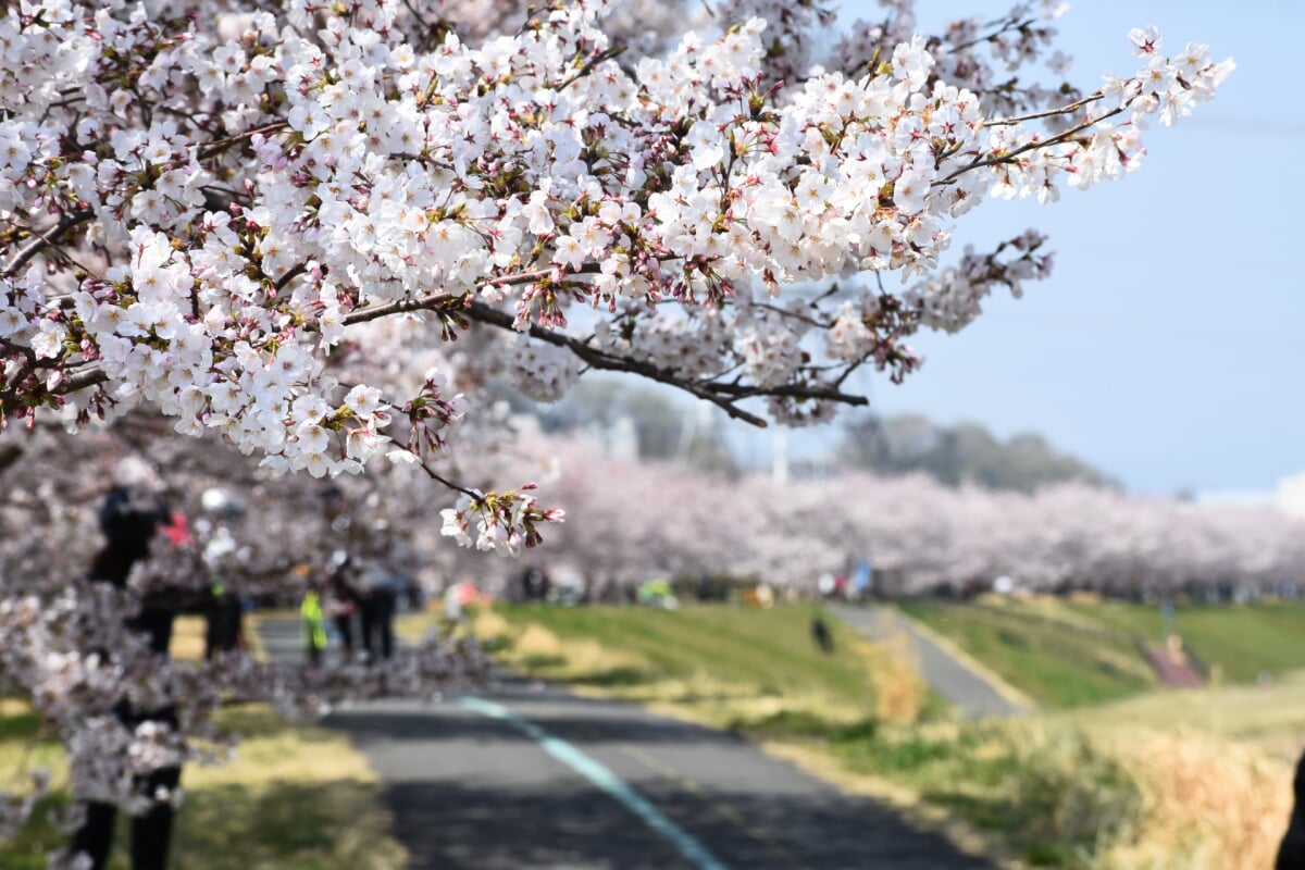 稲城北緑地公園の写真 