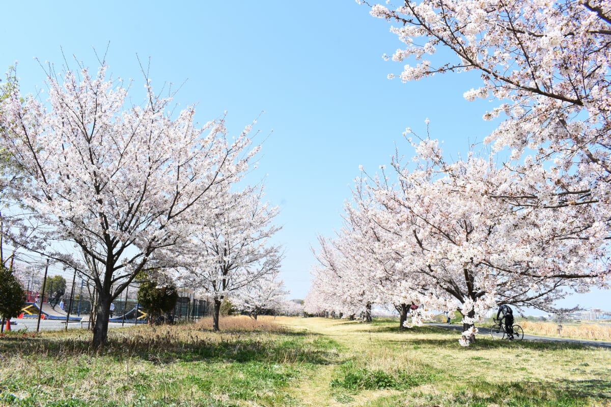 稲城北緑地公園の写真 