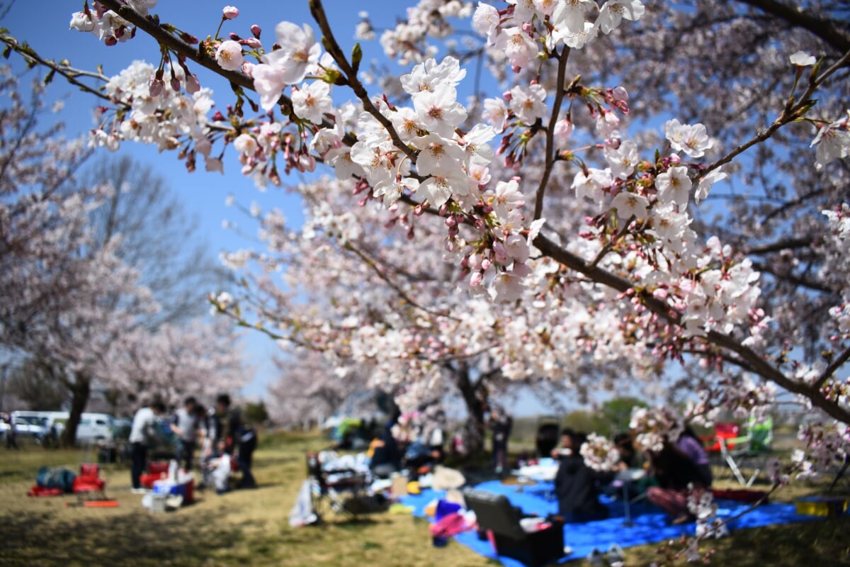 稲城北緑地公園の写真 