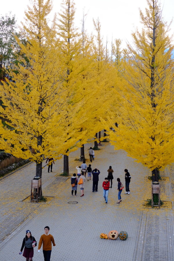 あづま総合運動公園の写真 ©M.Murakami(CC BY-SA 2.0)