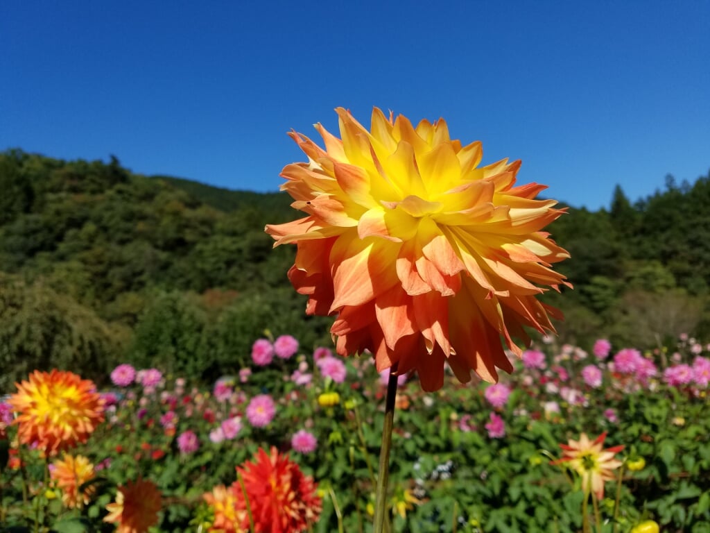 両神山麓花の郷 ダリア園の写真 