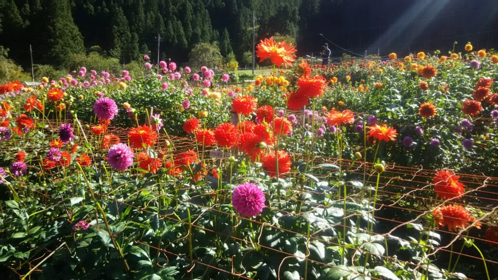 両神山麓花の郷 ダリア園の写真 