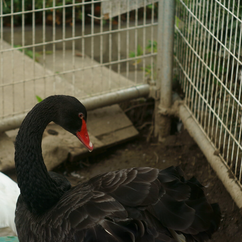 千葉県行徳野鳥観察舎の写真 ©t-miki(CC BY-ND 2.0)