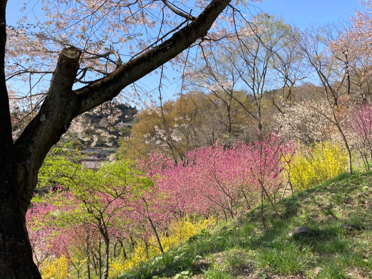 白石城・益岡公園の写真 