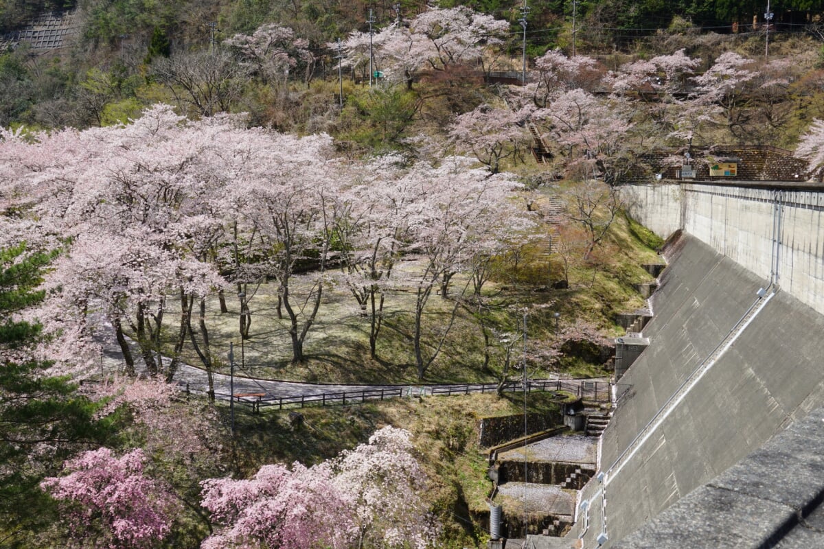 大野ダム公園の写真 