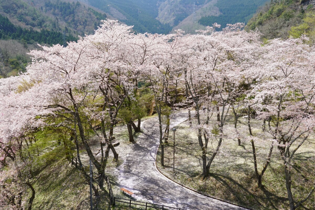 大野ダム公園の写真 