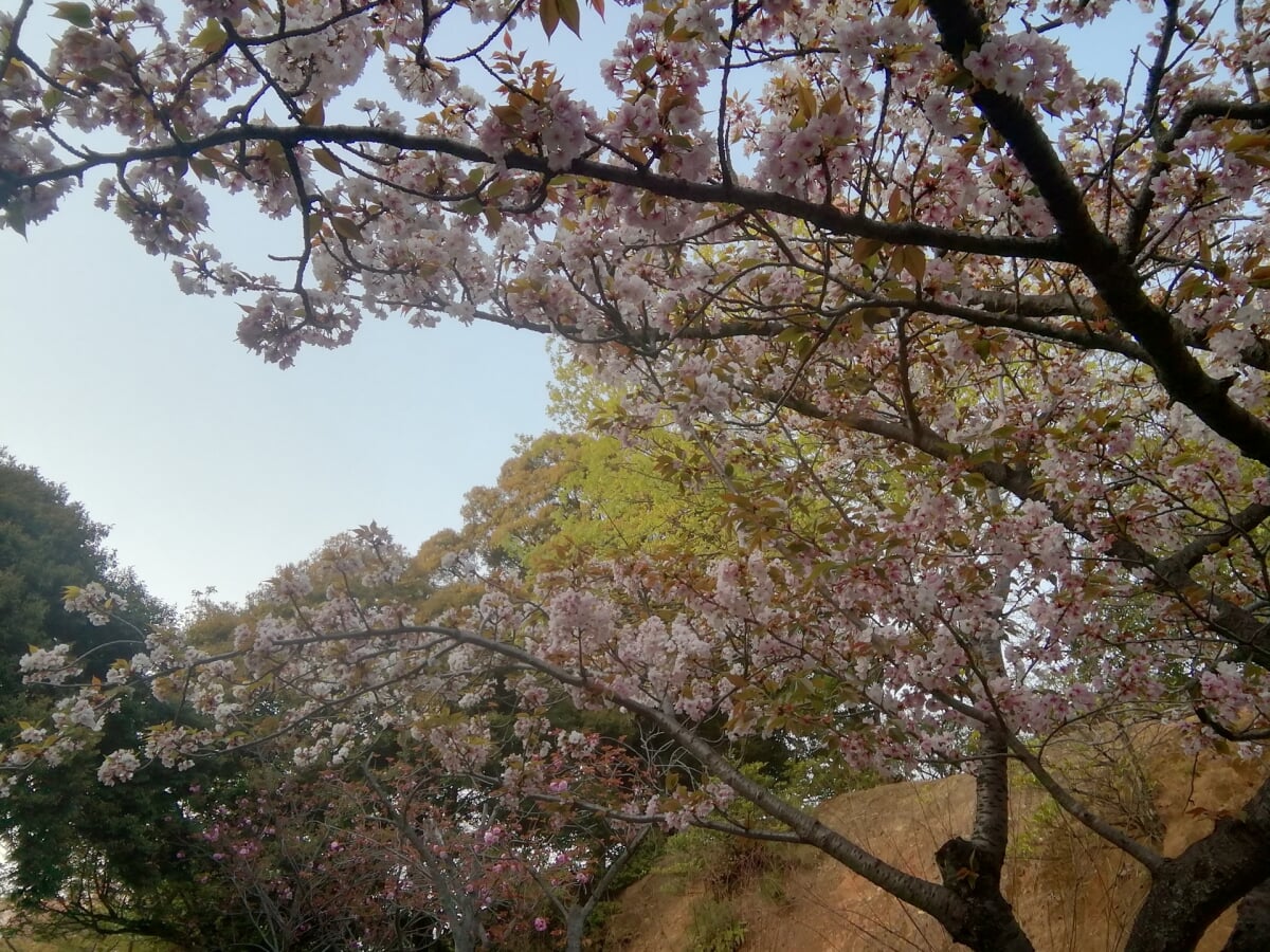 夜宮公園の写真 