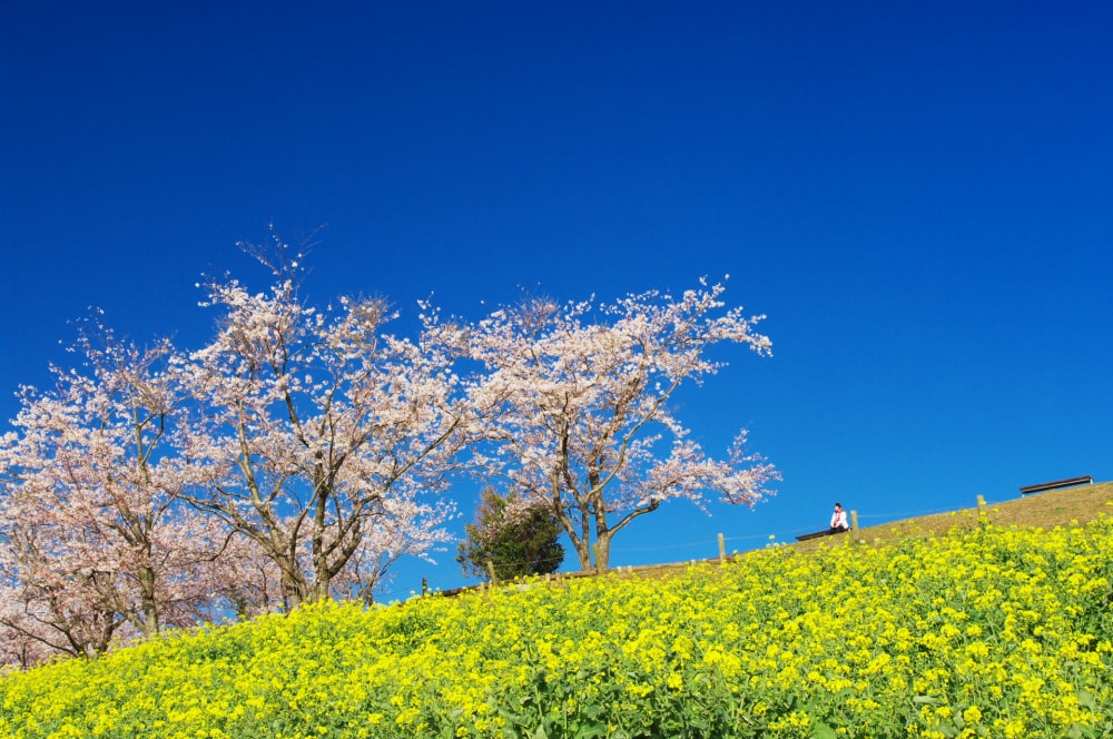 白木峰高原の写真 ©mahlervv(CC BY 3.0)