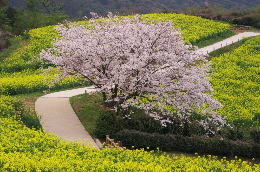 白木峰高原の写真 ©mahlervv(CC BY 3.0)